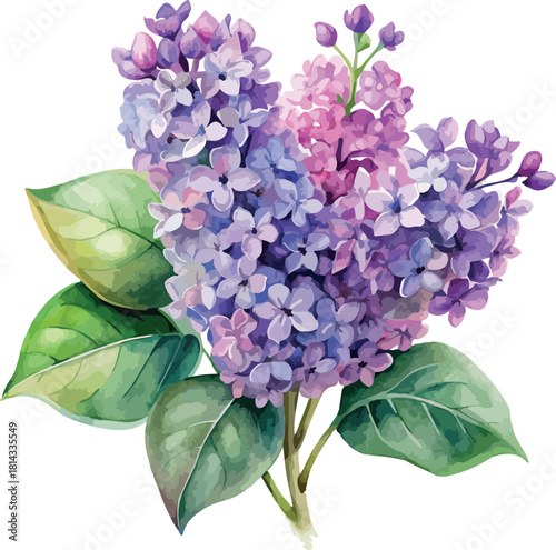 Purple Lilac Flowers Vector Watercolor Illustration