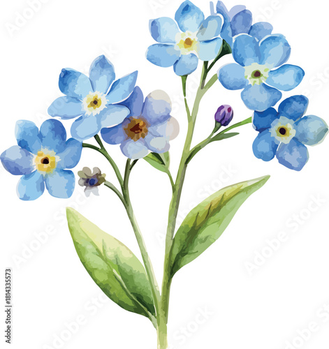 Blue Myosotis Flowers Botanical Vector Watercolor Illustration