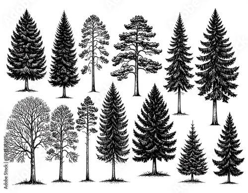 Elegant ink drawing showcasing diverse tree species in detailed artistic style
