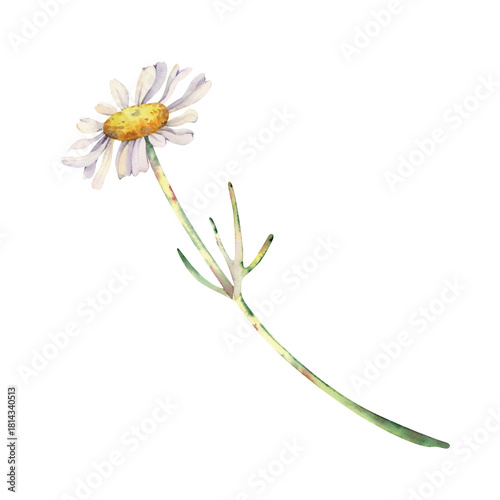 A white daisy flower on a long stem. Watercolor illustration of a wildflower on an isolated background. Botanical drawing for wedding cards and invitations.