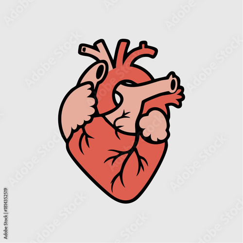 Detailed anatomical illustration of a human heart with major vessels.