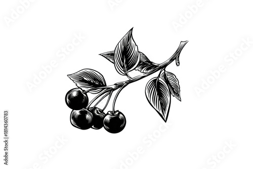 Monochrome illustration of cherries on a branch with leaves, against a stark black background