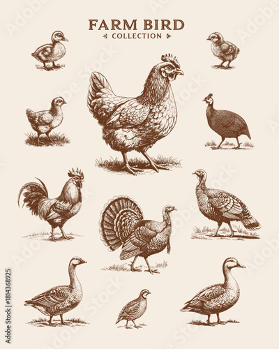 Vintage engraved vector illustration of farm birds including chicken, rooster, turkey, duck, goose, quail and chick. Detailed lineart set for organic food and farm branding.