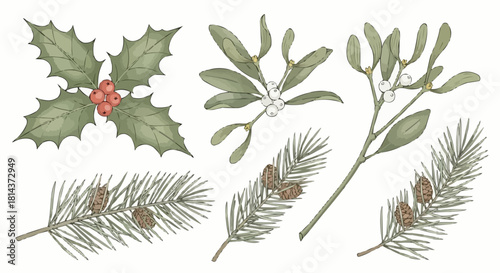 Illustration of christmas holly with berries mistletoe and pine branches with cones isolated on white