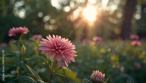 Beautiful Pink Flower Blooms Under Warm Sunlight in a Serene Garden During Ea...