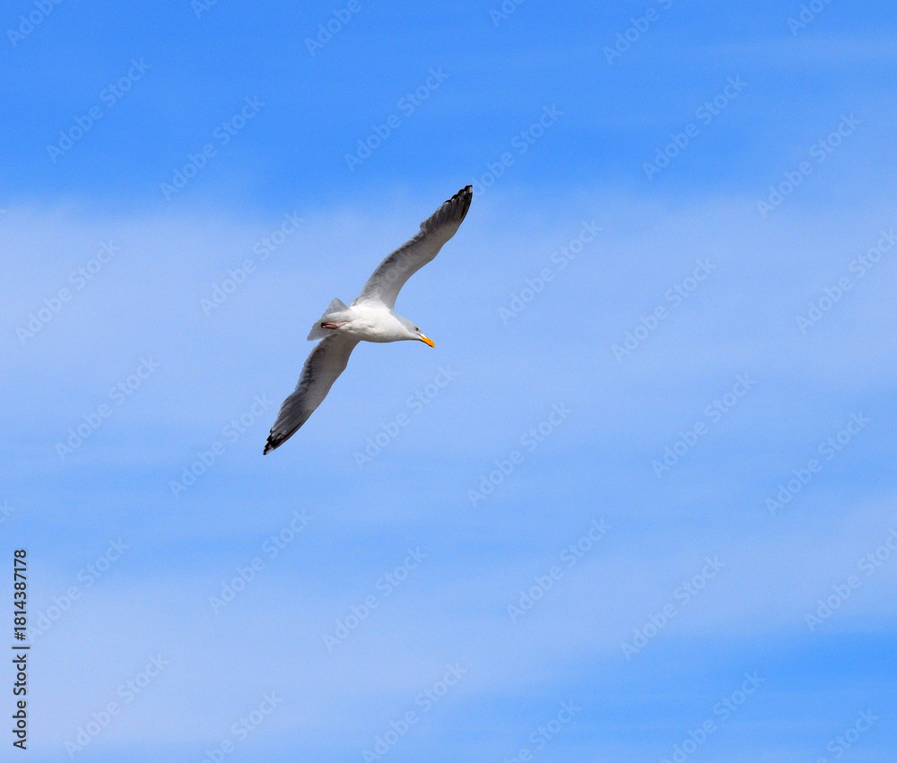 Obraz premium seagull in flight