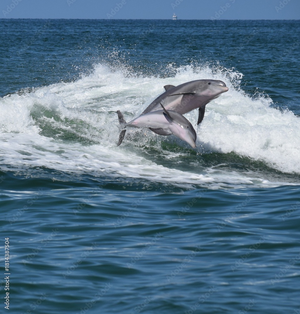 Naklejka premium dolphin jumping in the sea