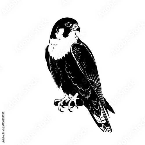 Detailed black silhouette of a peregrine falcon perched on a branch isolated on white background silhouette