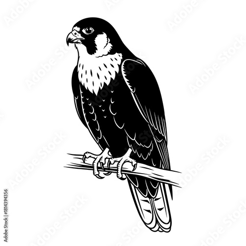 Black and white silhouette of a peregrine falcon perched on a branch isolated on white background