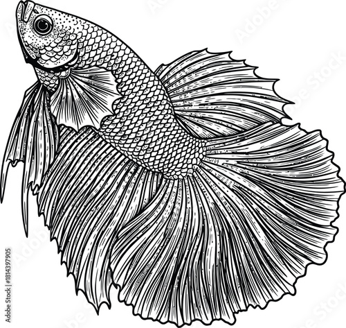 Engraving art detailed black and white engraving illustration of a siamese fighting fish, betta splendens, showcasing its elaborate flowing fins and scales