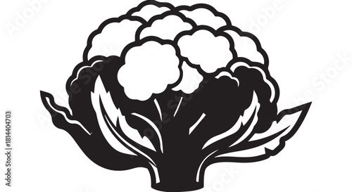 Illustration of a stylized cabbage vegetable botanical graphic.