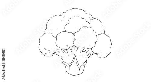 Illustration of fresh broccoli florets on a white background for culinary and food display.