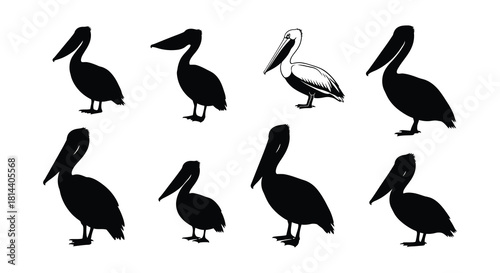Silhouettes of pelicans in various poses a monochromatic wildlife illustration
