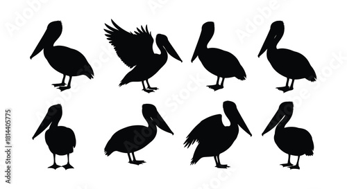 Silhouettes of pelicans in various poses a monochromatic wildlife illustration