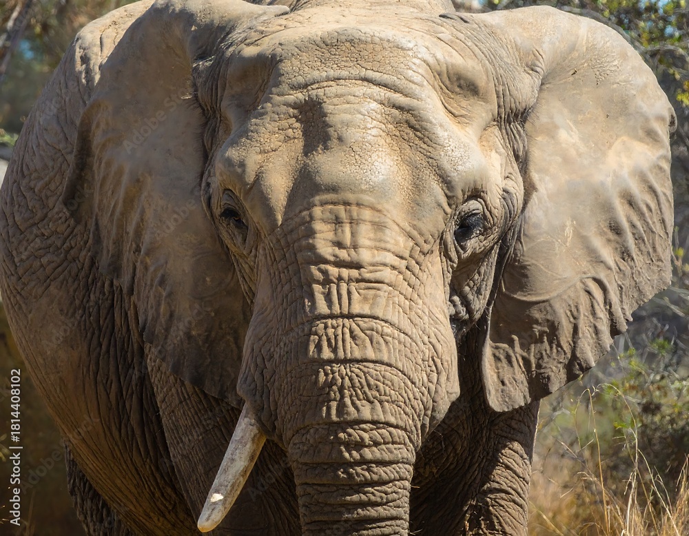 Fototapeta premium Close-up of a large, wrinkly-skinned mammal. The animal's face, ears, and long tusk are in clear focus with a blurred background of trees and light