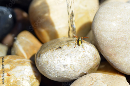 Echte Wespe beim Rohstoffsammeln für Nestbau
