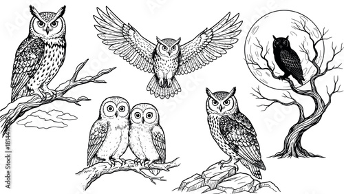 Detailed Hand Drawn Engraving Style Owl Collection Set, Flying, Perched, and Baby Owls on Branches and Moonlit Night, 