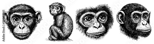 Baby chimpanzee faces and sitting monkey vintage engraved vector illustration