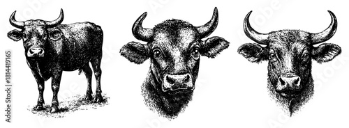 Water buffalo standing and bull head portraits vintage engraved vector illustration