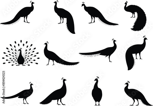 PrintVector Silhouette Collection of Peacocks and Peafowl, Decorative Birds Showing Various Tail Displays, Open and Closed Fan Feathers