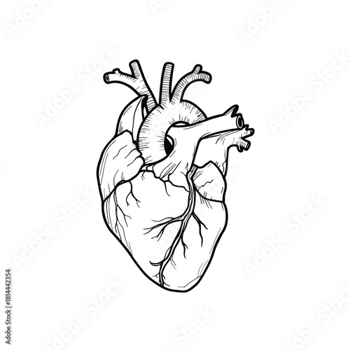 Realistic Hand-Drawn Human Heart Anatomy Sketch, Medical Illustration, Cardiology Concept, Black and White Line Art