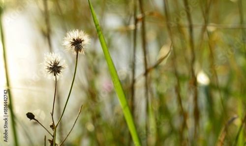 Fototapeta Naklejka Na Ścianę i Meble -  Nature picture of a wild plants in summer in czech republic