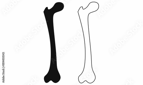 femur or femurs or femora or thigh bone icon set.vector,silhouette and outline.for medical, biology, education, infographic, and  design, isolated white background bone graphic for human anatomy refer