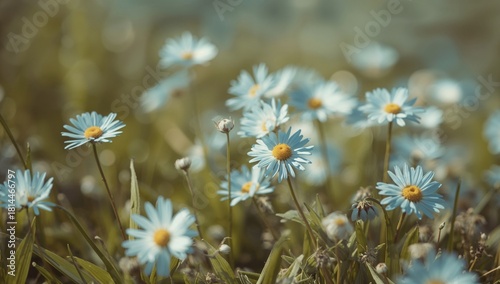 Charming Blue Daisies Blooming in a Sunny Meadow During the Warm Afternoon