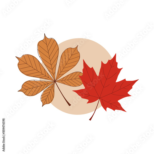 A vector illustration of red maple and orange chestnut autumn leaves. Simple poster design element with a bold outline style, isolated