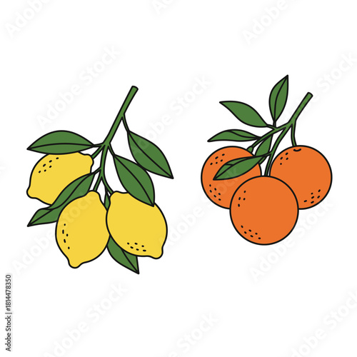 A hand-drawn vector bohemian illustration set of fresh lemon and orange citrus fruit branches with leaves, isolated for editorial design