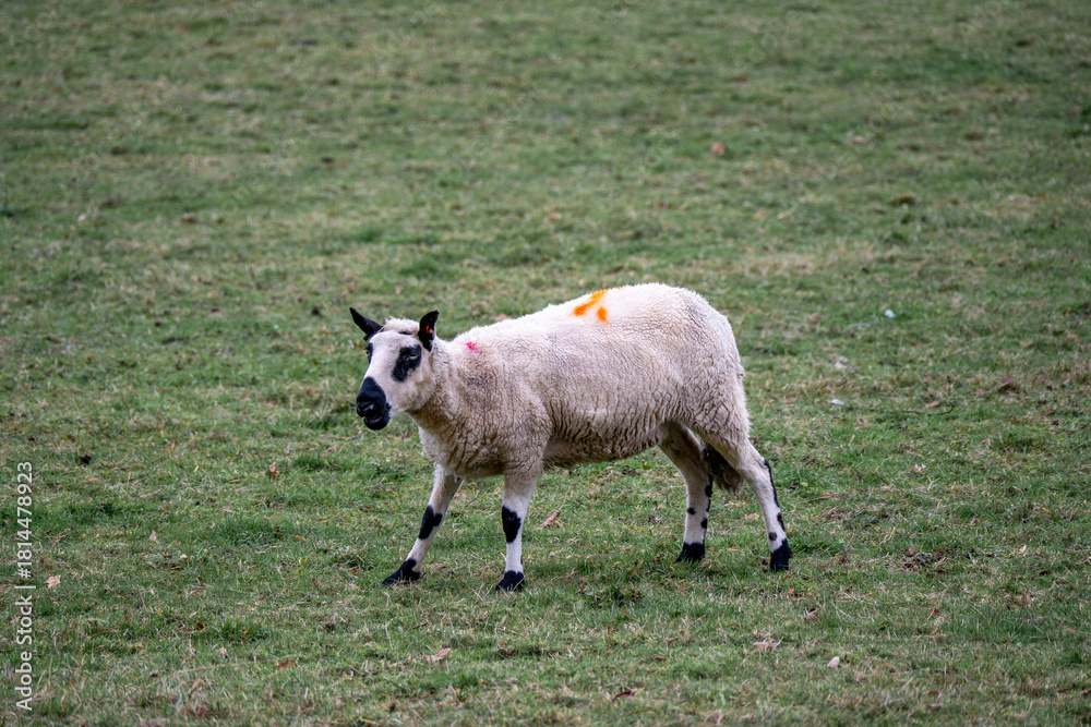 Fototapeta premium portrait of white sheep with black ears nose and eyes