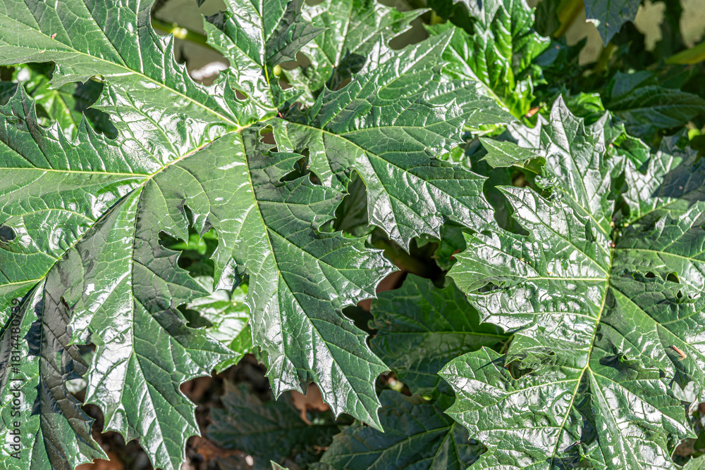 Fototapeta premium Close-Up of Shiny Green Leaves on a Sunny Day
