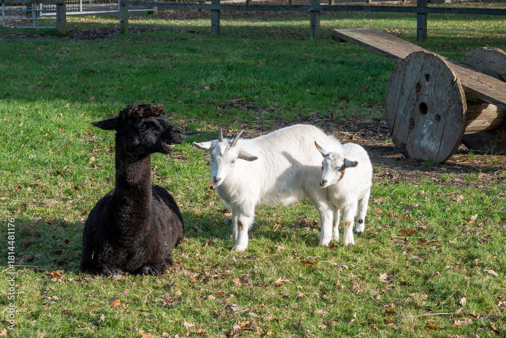 Naklejka premium young goat kids making friends with a pretty black alpaca with a seesaw in the background