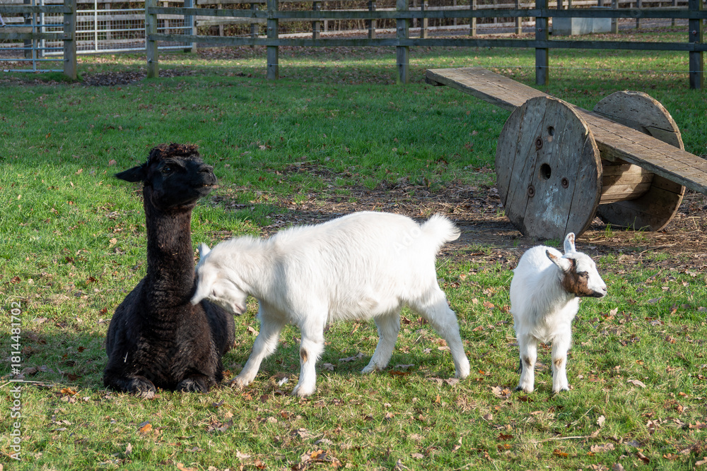 Naklejka premium young goat kid headbutting a pretty black alpaca with a seesaw in the background