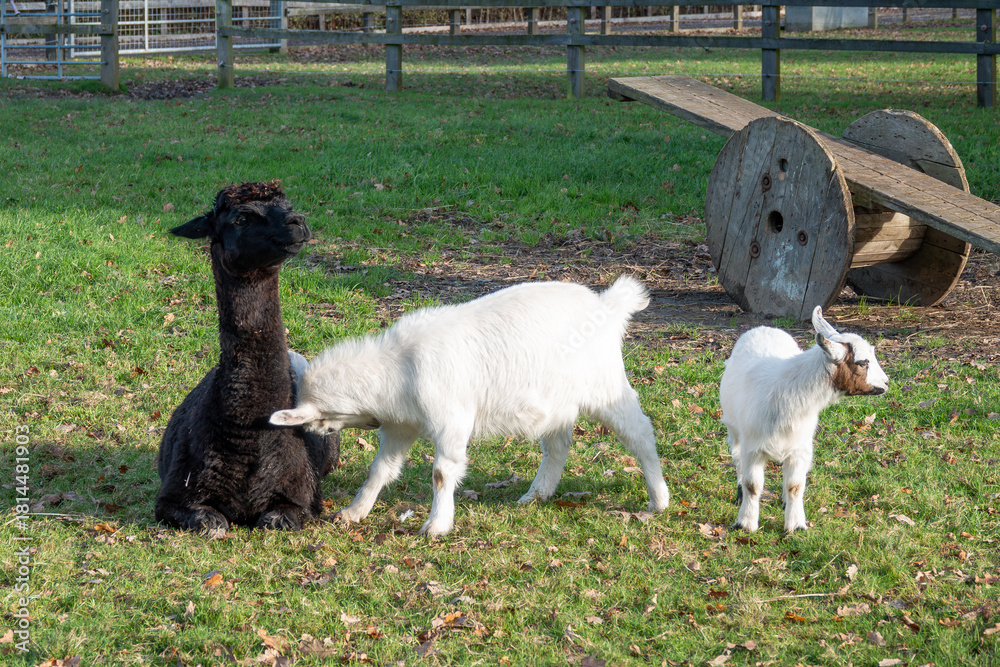 Naklejka premium young goat kid headbutting a pretty black alpaca with a seesaw in the background