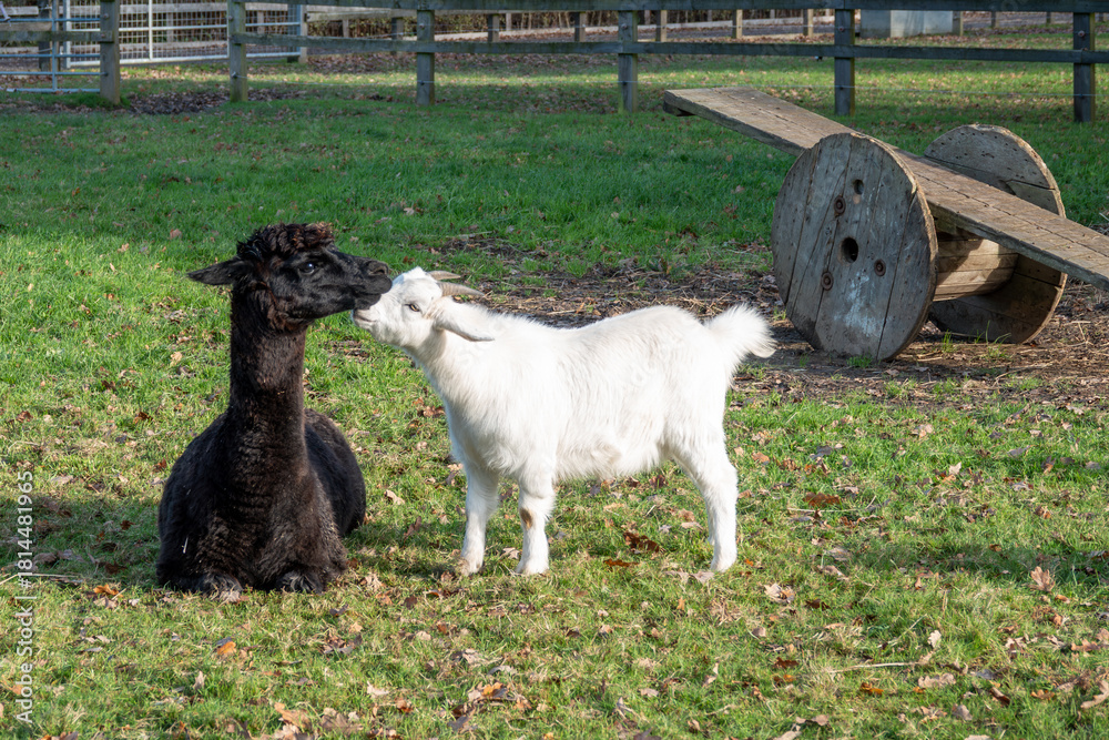 Naklejka premium young goat kid making friends with a pretty black alpaca with a seesaw in the background