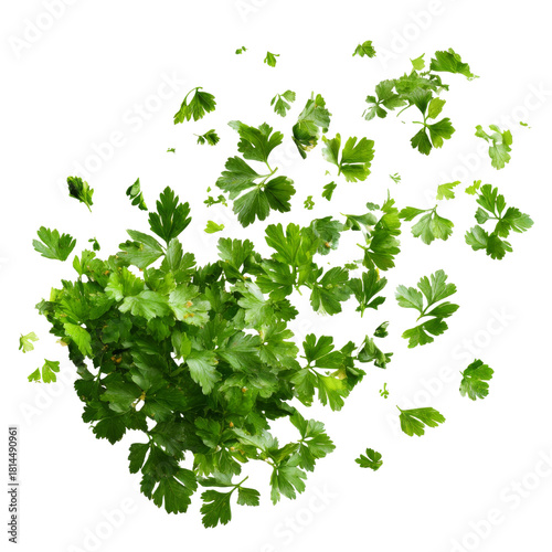 fresh parsley isolated on white background