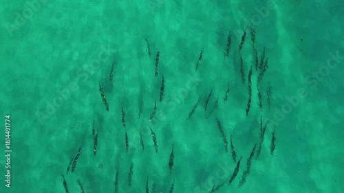 Aerial View of a School of Tarpon in the Ocean