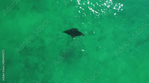 Aerial View of Manta Ray Swimming in the Ocean