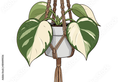 natures contrast variegated foliage flourishing in a handtied macrame cradle, isolated on transparent background