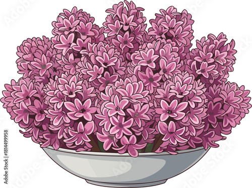 springs first whisper a vibrant burst of hyacinth hues in bloom, isolated on transparent background