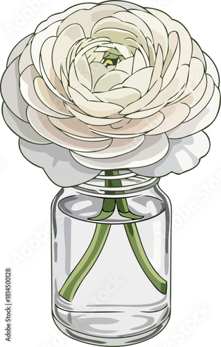 whisper of white delicate ranunculus bloom in a clear glass jar, isolated on transparent background