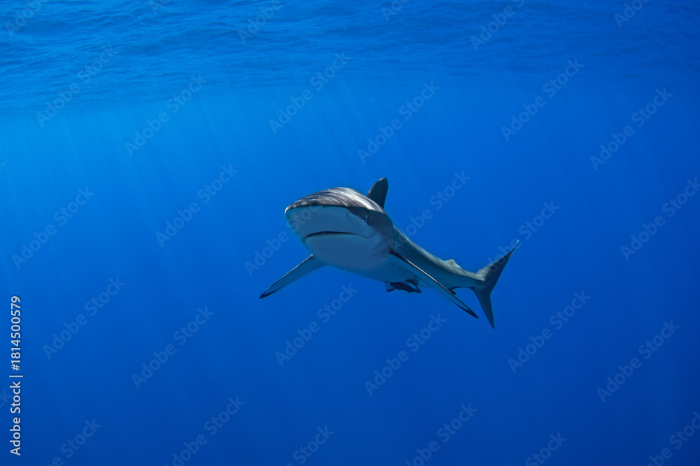 Obraz premium Silky sharks near Cabo in Baja California. Sharks swim in the blue tropical waters. Swimming with common sharks in Mexico.