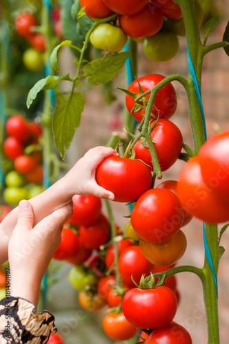 A child and adult hand picking ripe tomatoes from a vine in a garden, showing family bonding, harvesting, and organic farming.