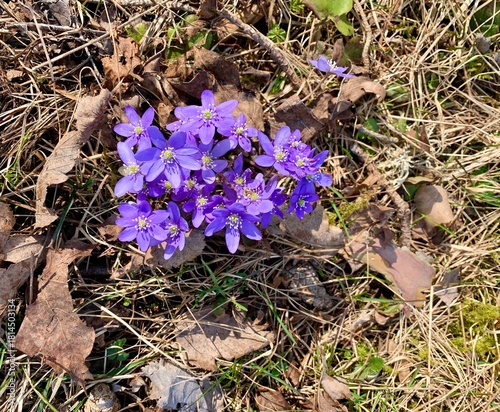 Liverwort in the spring