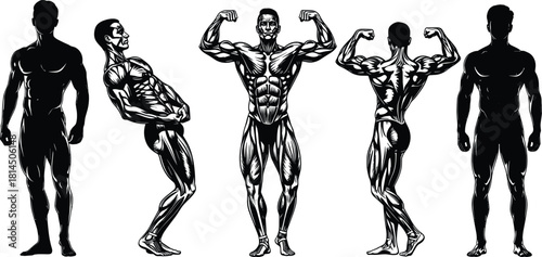 Muscular bodybuilder poses vector set, man flexing muscles, gym fitness anatomy illustration, strong male silhouette, bodybuilding sport collection