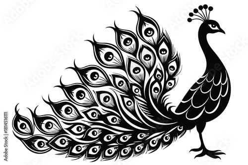 elegant peacock silhouette with luxurious tail feather