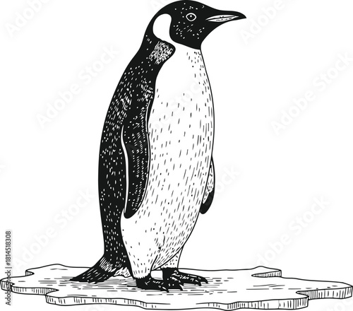 Penguin standing upright on a small ice floe in a monochromatic illustration