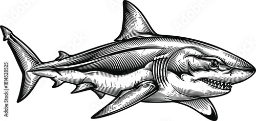 Shark silhouette swimming through water depicting ocean predator power and fear