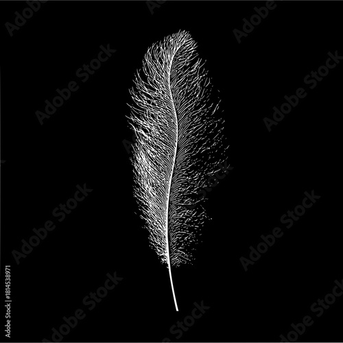 Unlock your inner artist: a captivating feather illustration that will inspire your creativity and imagination